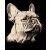 Koszulka Bulldog ,100% bawełna luźna koszulka, t-shirt